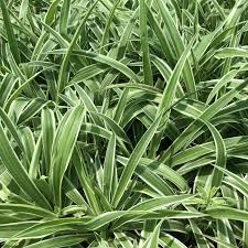 Image result for Chlorophytum stolzii