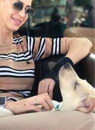 Maybe you would like to learn more about one of these? Abu Dhabi Best Pet Boarding Grooming For Dogs Cats With Pickup Petbacker Abu Dhabi