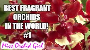 Image result for Diaphananthe odoratissima