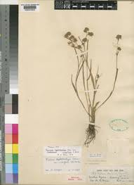 Image result for Fuirena microcarpa