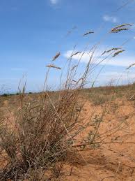 Image result for Schmidtia pappophoroides