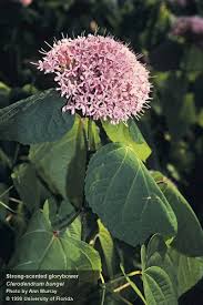 Image result for Clerodendrum