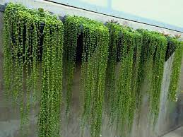 I've grown string of pearls both indoors & out. Curio Rowleyanus String Of Pearls World Of Succulents