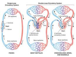 The caudal heart is located near the last few vertebrae in the fish's backbone, in a region called the caudal peduncle. Fish Heart Chamber Learn Structure Of Heart In Details In 4 Minutes
