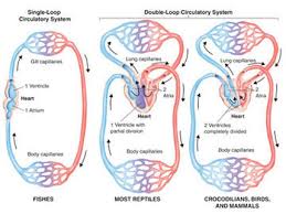 Blood travels from the atrium into the more muscular ventricle where it is pumped out to the gills where the blood becomes oxygenated. Fish Heart Chamber Learn Structure Of Heart In Details In 4 Minutes