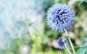 Check spelling or type a new query. Wallpaper Blue Little Flowers Flower Ball Stem Light Circles 5120x2880 Uhd 5k Picture Image