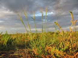 Image result for Sporobolus tenuissimus