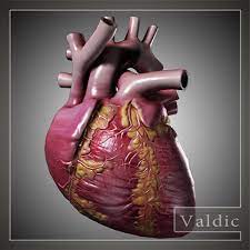 3d max heart human man human heart parts of the heart anatomical heart