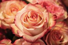 Flower wali clips dikhyae : 40 000 Rose Images Photos Hd