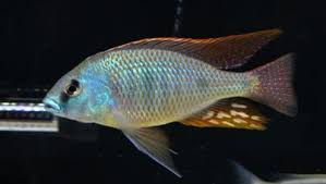 Image result for Otoptera