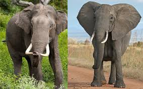 Maybe you would like to learn more about one of these? 15 Fun And Interesting Elephant Facts For Kids Childfun