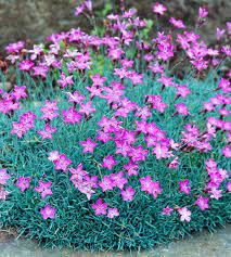 Pin On Flowers