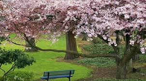 They clean our air, add privacy, or bear fruit. Top Flowering Trees For Your Landscape Trees Unlimited