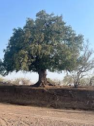 Image result for Xanthocercis zambesiaca