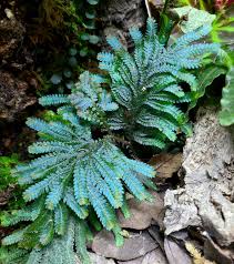 Image result for Selaginella mittenii