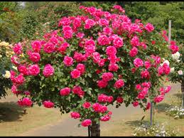 Hmm, maybe i'll consider it, do the routes show on the minimap and when the world map is no numbers because numbers can me irrelevant deending on if someone is picking flowers the same. Roses 39 Photos Rose Varieties With Photos And Variety Names Names And Descriptions Of Roses Flowers With Photos