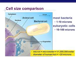 For all cells we need a microscope to see them in any detail. Cells Cell Organelles Doing Life S Work Bacteria Cells Types Of Cells Animal Cells Plant Cells Prokaryote No Organelles Eukaryotes Organelles Ppt Download