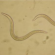 Image result for Aeschynomene nematopoda