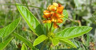 Image result for Eriosema psoraleoides