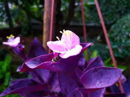 Check spelling or type a new query. Bunga Merah Jambu Daun Warna Ungu Peakd