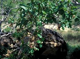 Image result for Ficus ingens