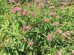 Planting Milkweed Keystone Flora