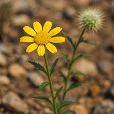 Image result for Calostephane