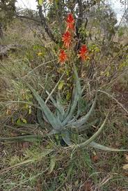 Image result for Aloe pienaarii