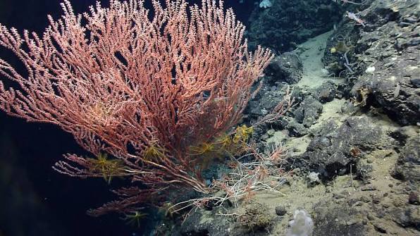 Bamboo coral with crinoids | U.S. Geological Survey