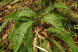 Image result for Blechnum punctulatum