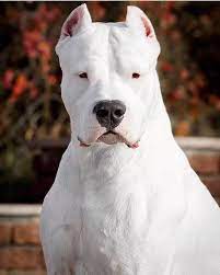 a beautiful beast of burden compassion love protector dog argentino beautiful dogs dog breeds