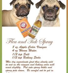 Is Your Dogs Itchy Skin Caused By Parasites In 2020 Dog Flea Remedies Flea Remedies Dog Flea Treatment