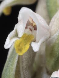 Image result for Zeuxine stammleri