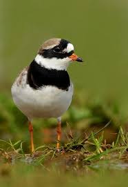 Local Birds In My Area Ringed Plover Sea Birds Plover Birds