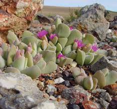 Image result for Eriosema flexuosum