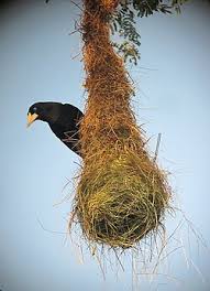 Image result for Dolichos pseudocajanus