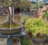 Took a quick short video??? Of my collection after a brief stop of rain and thunder. , Trees got a quick shower and I'd say, they're loving it. , More rain to come later!, Enjoy your weekend Bonsai ...