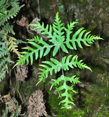 Image result for Aleuritopteris welwitschii