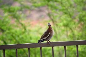 Here is how i did it: How To Keep Birds Off Your Balcony