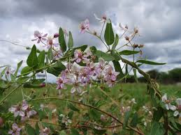 Image result for Triaspis hypericoides