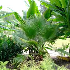 Image result for Wiesneria filifolia