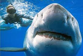 In 2013, his genetic memories were used as an animi avatar under the title of. Los Tiburones Se Enfrentan A La Sobrepesca Y A Las Vacunas Del Coronavirus