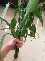 Bunga peace lily adalah salah satu tanaman hias fungsi bunga air adalah untuk mempercantik ruangan atau pekarangan, memberi makan ikan (jika ditaruh di dalam tanaman ini tentu hidup di air. Bambu Hoki Sri Rejeki Super Bisa Hidup Ditanah Air Tanaman Hias Dalam Luar Rumah Shopee Indonesia