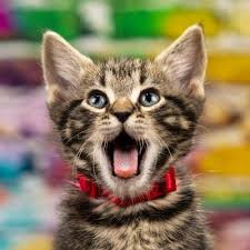 Baby wild cats will still go in the wild cats folder! Kitten Academy Kitten Academy Twitter