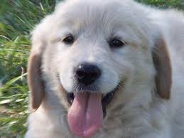 Breeds often compared to the golden retriever. Golden Retriever Puppies For Sale Sacramento Ca Petsidi
