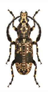 Black And Yellow Longhorn Beetle Poisonous Dasycorynus Riehlii Anthribidae Bugs And Insects Longhorn Beetle Cool Insects