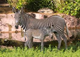 (number of keywords in top 20 google serp) 6,991 organic traffic: Zebras Archives Animal Fact Guide
