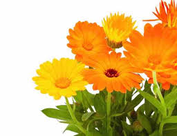 Tangy and sour, lemon adds flavor in every cuisine. The Garnish Garden Growing Edible Flowers Grow Herb Companion