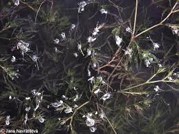 Image result for Najas marina