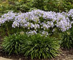 Image result for Agapanthus africanus